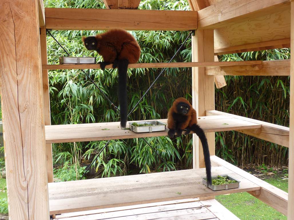 ARTIS Lemur House | LANDLAB